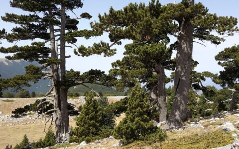 Massiccio del Pollino, Serra di Crispo - Fuoco Fatuo, CC0, via Wikimedia Commons