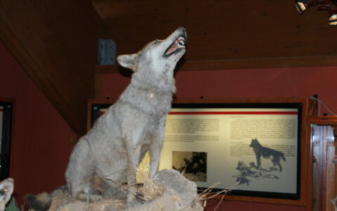 stuffed silan wolf - Beppeveltri, CC BY-SA 4.0 , via Wikimedia Commons